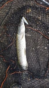 null Caperlan Popper 9cm