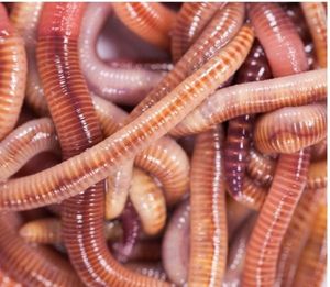 Baits & Additives null Vers Dendros Moyen 