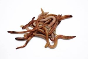 Baits & Additives null Vers de terre