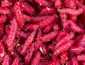 Baits & Additives null Asticots rouges 