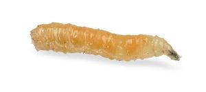 Baits & Additives null Asticots Pinkies 