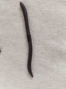 Lures Jackall Flick Shake 4.8"