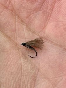 Flies Cyril Bailly Mouches CDC a Cyril Bailly