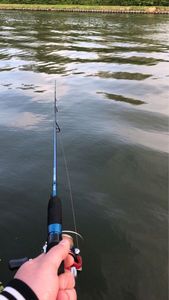 Rods Spro Freestyle solidz
