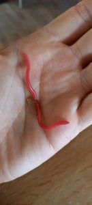 Flies Seboo Worm 