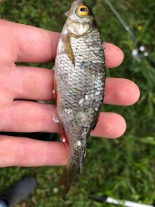 Baits & Additives null Vif a brochet Baits & Additives null Vif a brochet