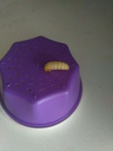 Baits & Additives Caperlan Teigne