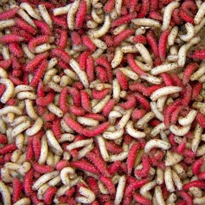 Baits & Additives null Maggots