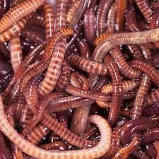 Baits & Additives null Vers de terreaux
