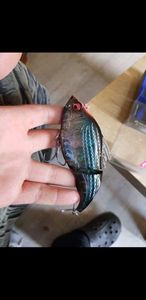Lures Megabass Vatalion 115 SS coloris black signal 