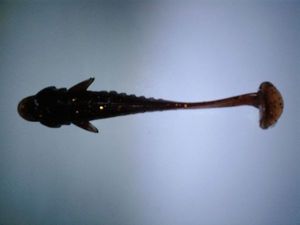 Lures Crazy Fish Nano minnow 5"