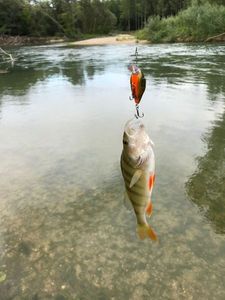 Lures Countbass Mini crank marron orange