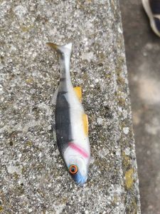 Lures Sico Lure Big paddle 