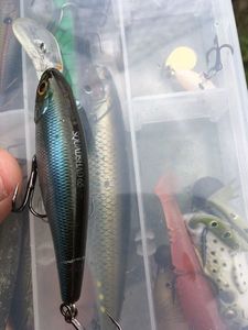 Lures Lucky Craft Squadshad65