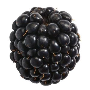 Baits & Additives null Mûre Naturelle - Fruit