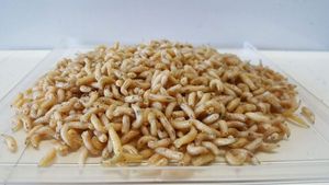 Baits & Additives null Bigattini