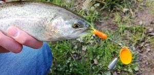 Lures tropheus spin'up