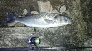 Rods null canne spinning perso