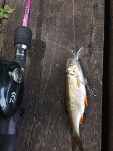 Lures Savage Gear Casque + Vifs