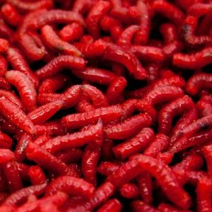 Baits & Additives null asticots rouge