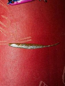 Lures null Vinilo cola natural marron/brillo