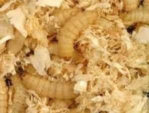 Baits & Additives null teigne