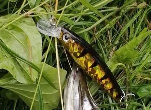 Lures Balzer Balzer colonel uv striker minnow