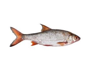 Baits & Additives null Vif