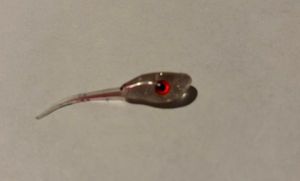 Lures New Wave Fishing STB Grub 1.75’ Lures New Wave Fishing STB Grub 1.75’