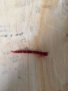 Lures Westin Blood Teez