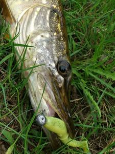 Lures Dragon invader pro 4" 