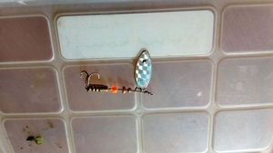 Lures Caperlan cuillère ovale