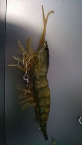 Leurres Savage Gear 3D hybride shrimp 10cm 17grs brown