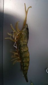 Lures Savage Gear 3D hybride shrimp 10cm 17grs brown