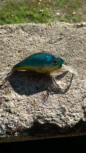 Lures Caperlan Krank bleu caperlan