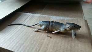 Leurres Savage Gear 3D rat 