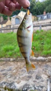 Lures Fox Rage Grub Tail micro 3g 