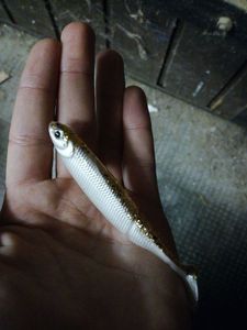Lures D.A.M shad dam