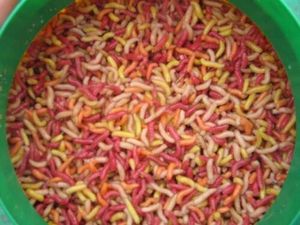 Baits & Additives Appâts naturel Asticots