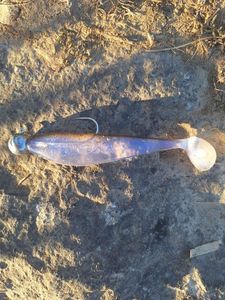 Lures Fox Rage Zander pro shads 10 cm électrique flash 