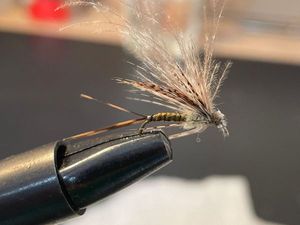 Flies null mouche de mai