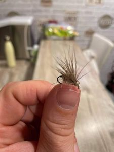 Flies null sedge aout pg 199