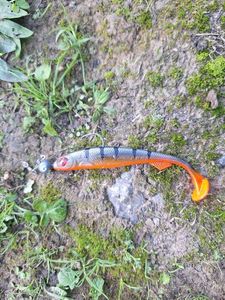 Lures Fox Rage Slick shad ghost perch