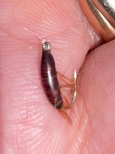 Flies null Gammare JDF H 16 marron