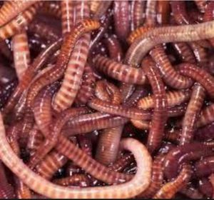 Baits & Additives Owner Regenworm