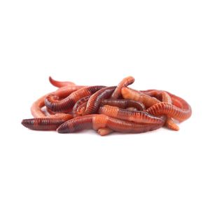 Baits & Additives null Vers Dendros