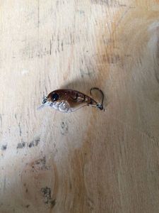 Lures Suxxes Crankbait