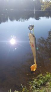 Lures null duckfin shad 9cm roach 