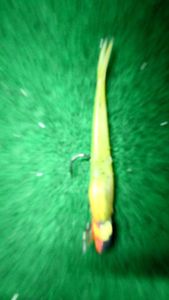 Lures Berkley power bait chartreuse 7 cm minow 