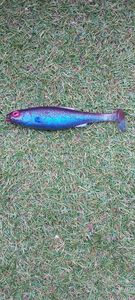Lures Kofi  LMAB kofi roach 14 cm .